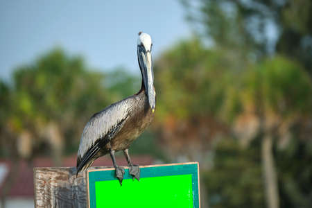 Big brown pelican perched on bright board sign on sunny summer day on tropical trees backgroundの写真素材