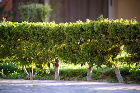 Neatly trimmed low trees growing along path in the park in summer. Gardening and landscaping concept