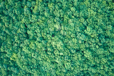 Top down flat aerial view of dark lush forest with green trees canopies in summer