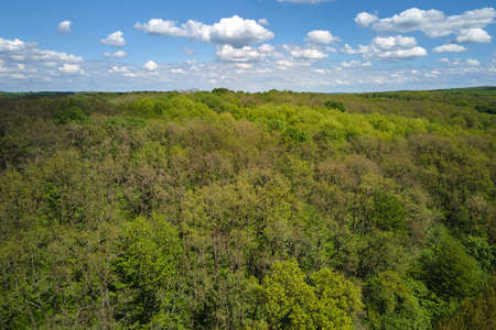 Aerial view of dark green lush forest with dense trees canopies in summerの写真素材