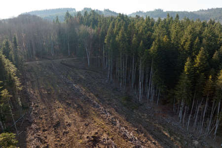 Aerial view of pine forest with large area of cut down trees as result of global deforestation industry. Harmful human influence on world ecologyの写真素材