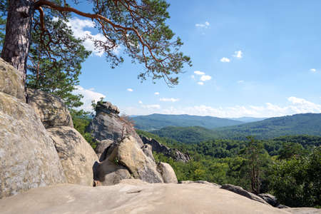 Big old pine tree growing on rocky mountain top under blue sky on summer mountain view backgroundの写真素材