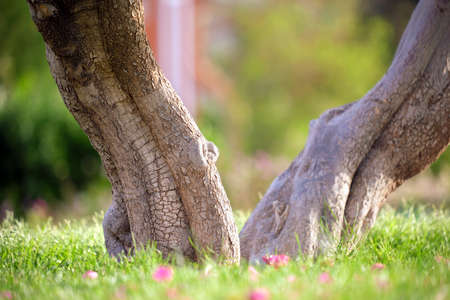 Big tree growing in green lash grass. Agriculture and gardeningの写真素材