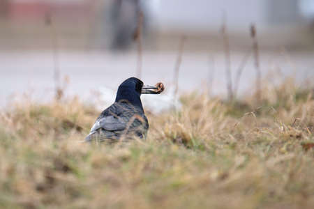 Black and white raven crow bird with intelligent eyes and big beak perching on ground on blurred summer backgroundの写真素材