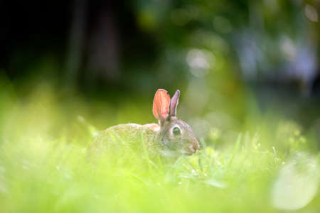 Grey small hare eating grass on summer field. Wild rabbit in natureの写真素材