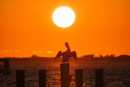 Silhuette of lonely pelican bird with spread wings on top wooden fence pole against bright orange sunset sky over lake water and big setting sunの写真素材