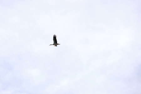 Stork bird with spread wings flying, soaring high in blue skyの写真素材