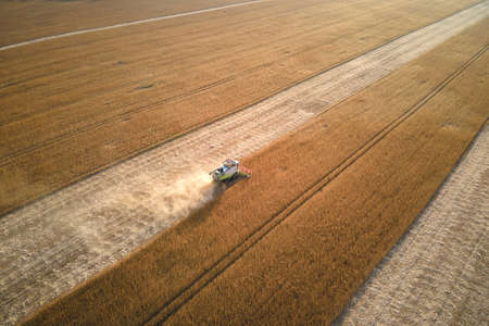 Aerial view of combine harvester working during harvesting season on large ripe wheat field. Agriculture conceptの写真素材