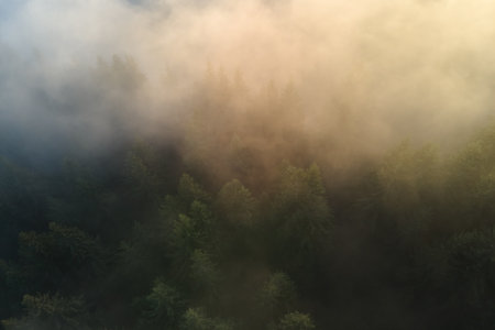 Aerial view of amazing scenery with light beams shining through foggy dark forest with pine trees at...