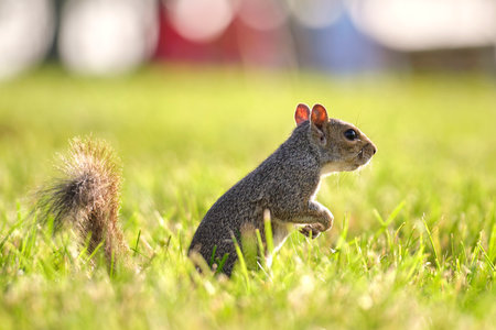 Curious beautiful wild gray squirrel looking up on green grass in summer town parkの写真素材
