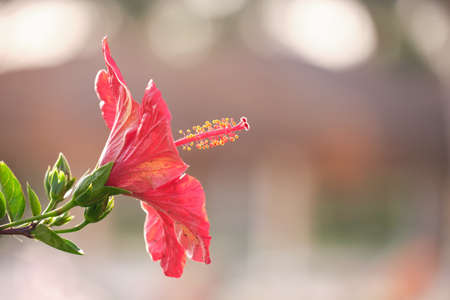 Red flower with green leaves and buds blooming outdoors on green summer backgroundの写真素材