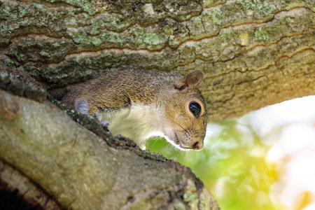 Beautiful wild gray squirrel hiding on tree in summer town parkの写真素材
