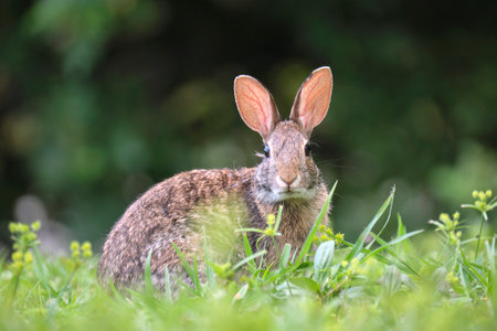 Grey small hare eating grass on summer field. Wild rabbit in natureの写真素材