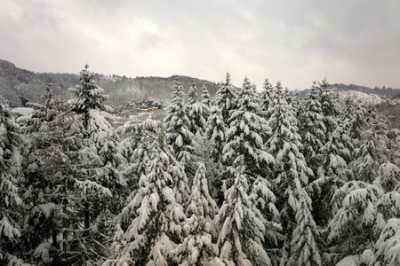Aerial foggy landscape with evergreen pine trees covered with fresh fallen snow during heavy snowfall in winter mountain forest on cold quiet dayの写真素材