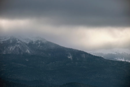 Foggy landscape with evergreen pine trees covered with fresh fallen snow after heavy snowfall in...