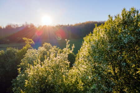 Aerial view of blooming garden with white blossoming trees in early spring at sunsetの写真素材