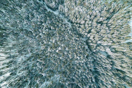 Aerial view of snow covered white forest with frozen trees in cold winter. Dense wild woodland in wintertimeの写真素材