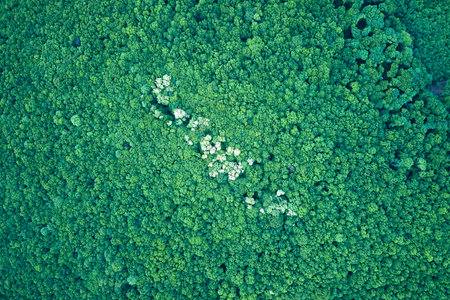 Top down flat aerial view of dark lush forest with green trees canopies in summerの写真素材