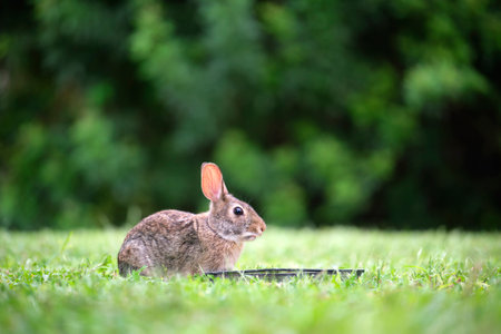 Grey small hare eating grass on summer field. Wild rabbit in nature