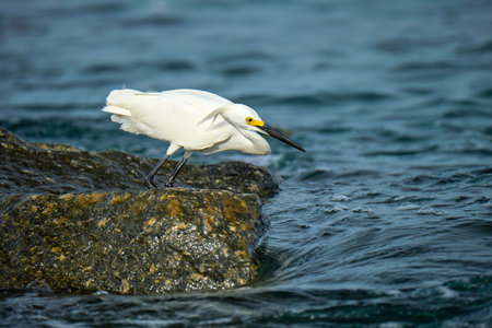 White heron wild sea bird, also known as great or snowy egret hunting on seaside in summer