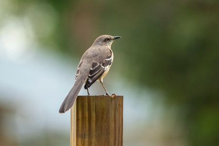 A Northern mockingbird bird perched on a fence poleの写真素材