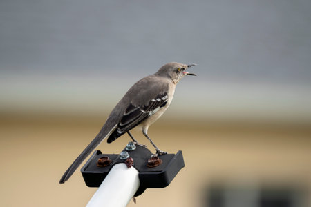 A Northern mockingbird bird perched on a fence poleの写真素材