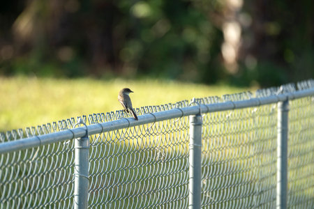 An Eastern Phoebe bird perched on a fence on summer Florida backyard