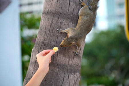 Human hand feeding beautiful wild gray squirrel in summer town parkの写真素材