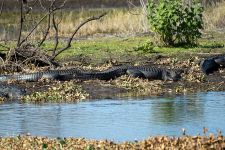 American alligators enjoying the heat from the sun on the bank of the lake in Floridaの写真素材
