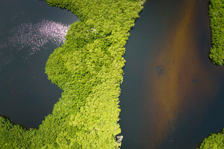 Overhead view of Everglades swamp with green vegetation between water inlets. Natural habitat of...