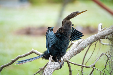 A big anhinga bird resting on tree branch in Florida wetlandsの写真素材
