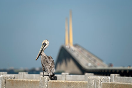 Pelican bird perching on railing in front of Sunshine Skyway Bridge over Tampa Bay in Florida with moving traffic. Concept of transportation infrastructureの写真素材