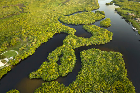Overhead view of Everglades swamp with green vegetation between water inlets. Natural habitat of many tropical species in Florida wetlandsの写真素材