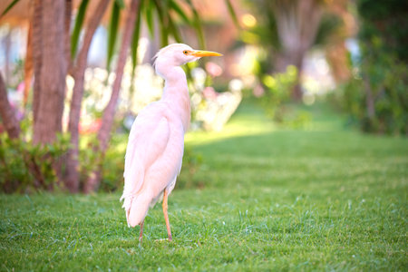 White cattle egret wild bird, also known as Bubulcus ibis walking on green lawn in summerの写真素材