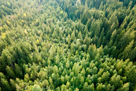 Aerial view of green pine forest with dark spruce trees. Nothern woodland scenery from above