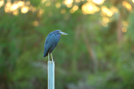 Little blue heron bird perching near lake water in Florida wetlandの写真素材