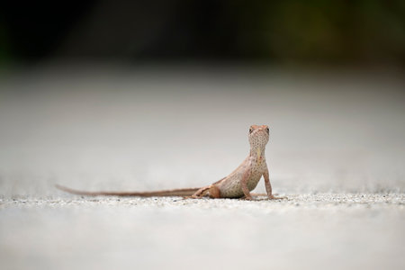Macro closeup of blown alone lizard warming on summer sun. Anolis sagrei small reptile in native to Florida USAの写真素材