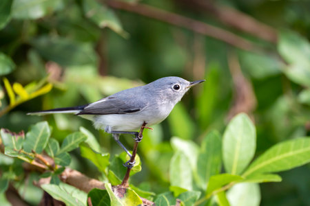 A Blue-Gray Gnatcatcher bird perched on a tree branch in summer shrubsの写真素材
