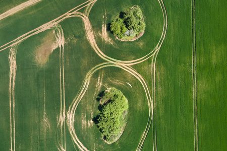 Green agricultural field with growing crops in summer season. Farming and agriculture industryの写真素材