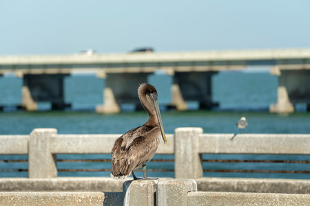 Wild pelican water bird perching on harbor railing in Florida. Wildlife in Southern USAの写真素材