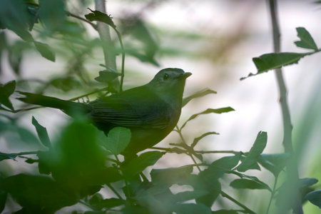 A Gray Catbird bird perched on a tree branch in summer Florida shrubs