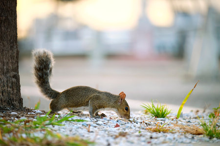 Beautiful wild gray squirrel in summer town park