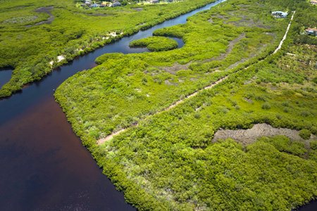 Aerial view of Florida wetlands with green vegetation between ocean water inlets. Natural habitat of many tropical speciesの写真素材