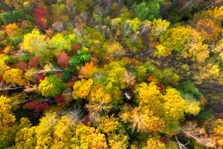 Colorful lush forest in autumn season. Tree canopies in fall woods. Landscape of autumnal wild...