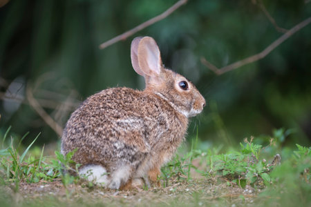 Grey small hare eating grass on summer field. Wild rabbit in natureの写真素材