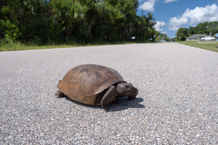 Wild Gopher Tortoise crossing rural road in Florida, USA. Endangered turtle walking on highway...