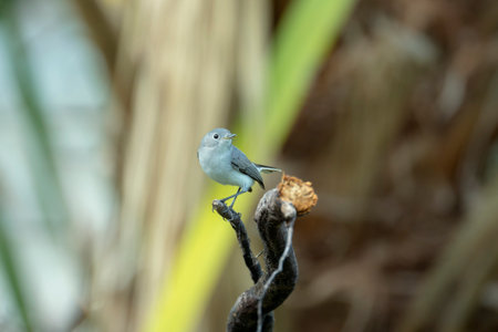 A Blue-Gray Gnatcatcher bird perched on a tree branch in summer Florida shrubsの写真素材