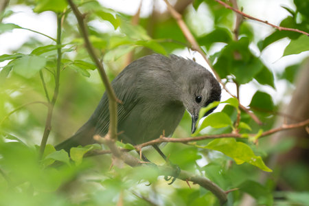 A Gray Catbird bird perched on a tree branch in summer Florida shrubsの写真素材