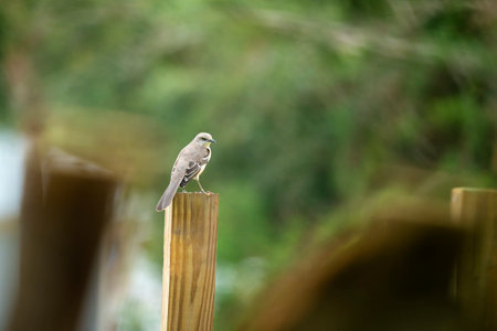 A Northern mockingbird bird perched on a fence poleの写真素材
