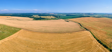 Aerial landscape view of yellow cultivated agricultural field with dry straw of cut down wheat after...
